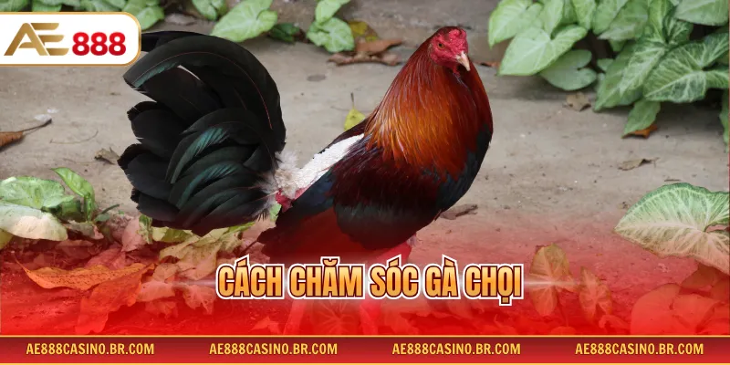 Cách Chăm Sóc Gà Chọi Đúng Kỹ Thuật Giúp Tăng Sức Bền Nhanh Chóng