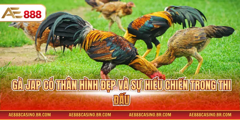 Gà JAP có thân hình đẹp và sự hiểu chiến trong thi đấu