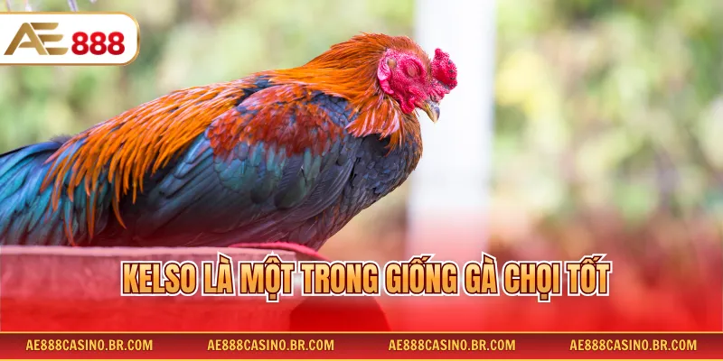 Kelso là một trong giống gà chọi tốt