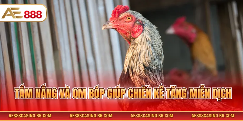 Tắm nắng và om bóp giúp chiến kê tăng miễn dịch