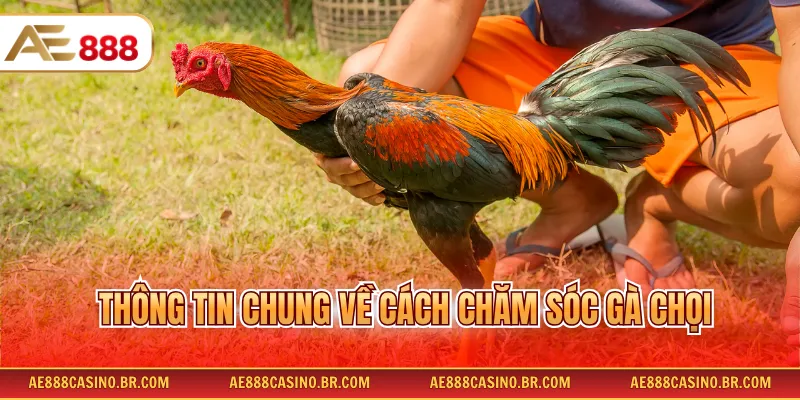 Thông tin chung về cách chăm sóc gà chọi