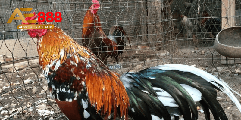 Các yếu tố ảnh hưởng đến thời gian gà thay lông bao lâu