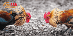 Cách nuôi gà đá bo lớn - Bí quyết chăm đúng chuẩn AE888