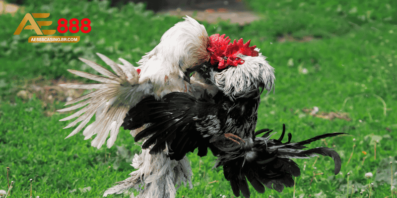 Cách nuôi gà đá bo lớn bằng chế độ dinh dưỡng khoa học