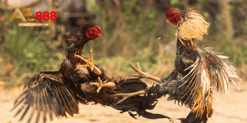 Cách nuôi gà đá bo lớn cần bắt đầu từ việc xây nền thể trạng