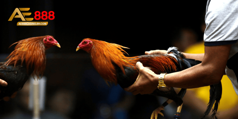 Cách nuôi gà đá bo lớn cần gắn với chăm sóc tổng thể hằng ngày