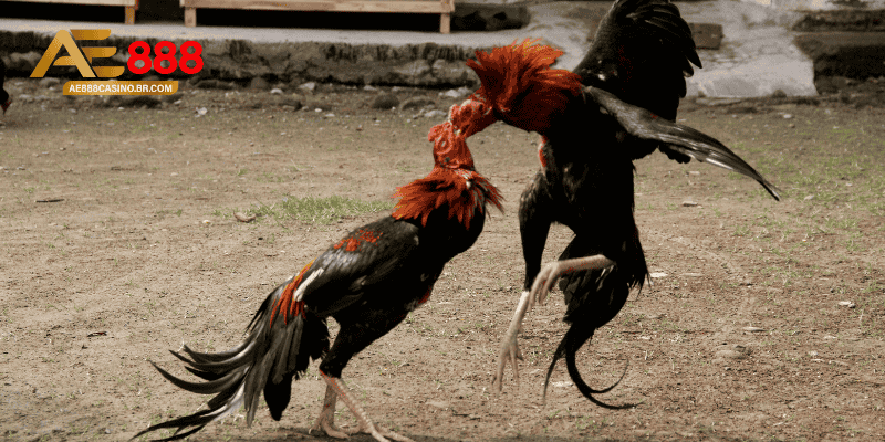 Cách nuôi gà đá bo lớn thông qua lịch vận động hợp lý