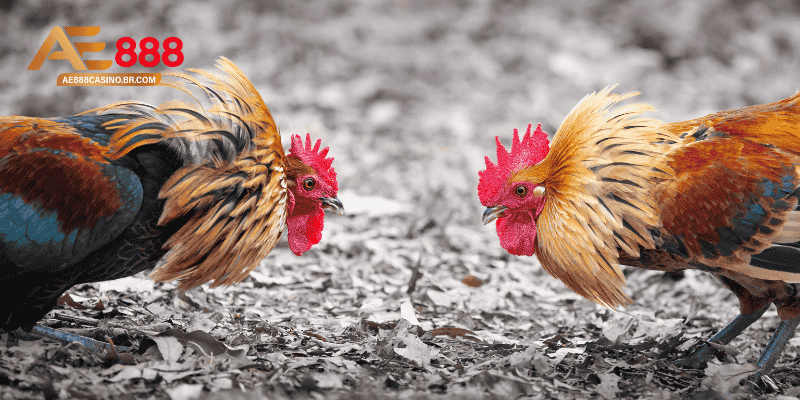 Cách nuôi gà đá bo lớn - Bí quyết chăm đúng chuẩn AE888