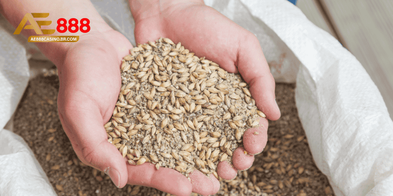 Cách xây dựng khẩu phần thức ăn cho gà đá theo từng giai đoạn