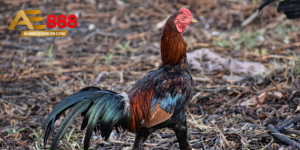 Gà ăn không tiêu là gì và tại sao nguy hiểm với gà đá?