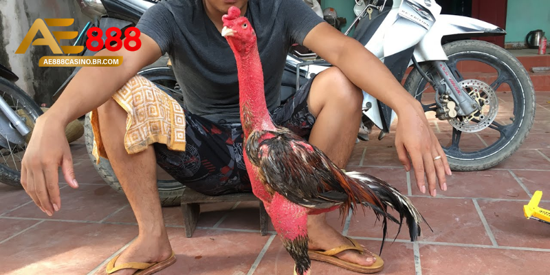 Gà thay lông bao lâu theo từng giai đoạn phát triển