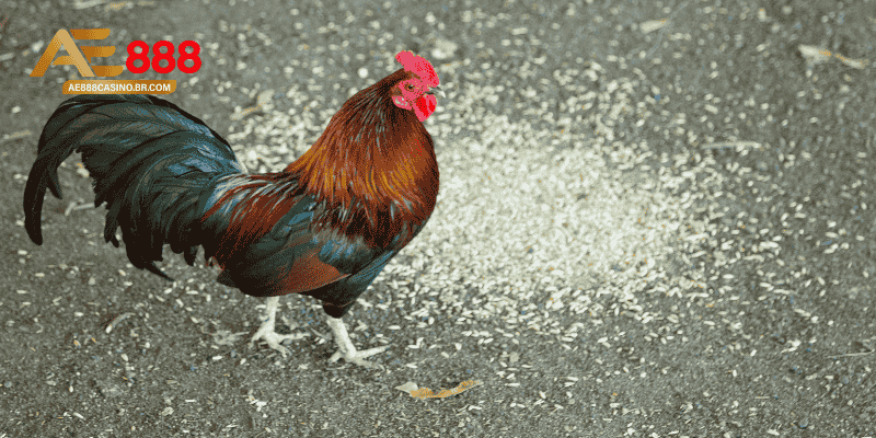 Lịch cho ăn hợp lý giúp thức ăn cho gà đá phát huy hiệu quả tốt hơn