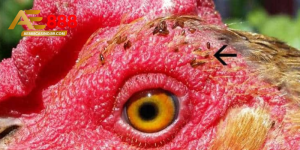 Mạt gà là gì và tại sao chúng nguy hiểm với gà đá?