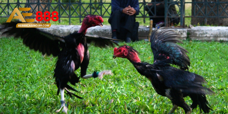 Nguyên nhân chính gây ra tình trạng gà ăn không tiêu