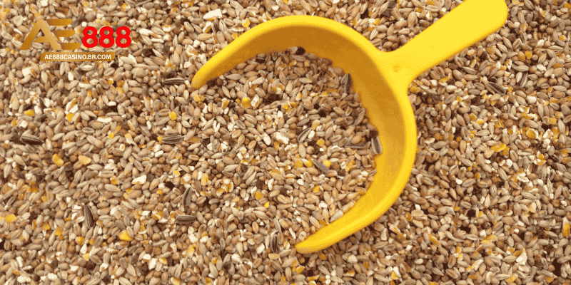 Những nhóm thức ăn cho gà đá nên có trong khẩu phần hằng ngày