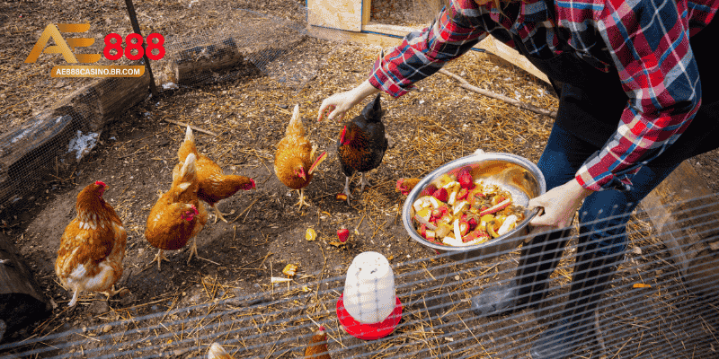 Những sai lầm phổ biến khi chọn thức ăn cho gà đá