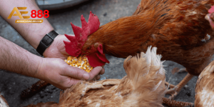 Thức ăn cho gà đá chuẩn khoa học, dễ áp dụng cùng AE888