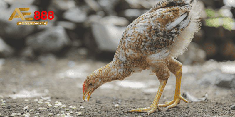 Thức ăn cho gà đá có vai trò như thế nào trong quá trình chăm sóc?